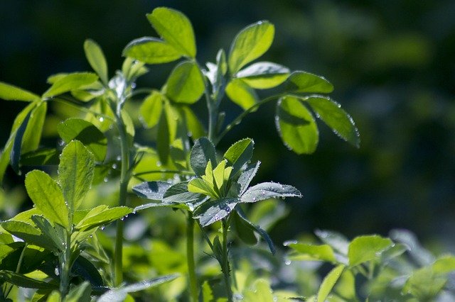 zelená alfalfa