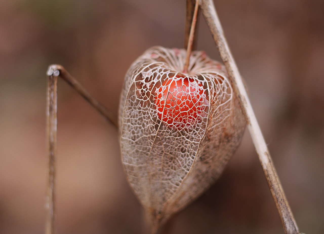 physalis-4770292_1280